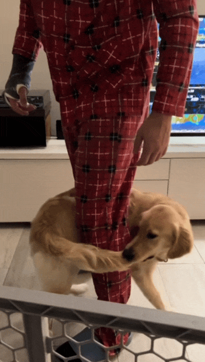 主人喝多了直接吐在狗子床上了,惊得狗子耳朵都要甩掉了,把主人硬拽好几米...狗子:我咧个豆,你自己没床吗??