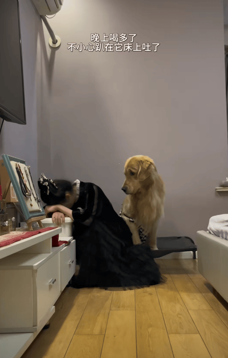 主人喝多了直接吐在狗子床上了,惊得狗子耳朵都要甩掉了,把主人硬拽好几米...狗子:我咧个豆,你自己没床吗??
