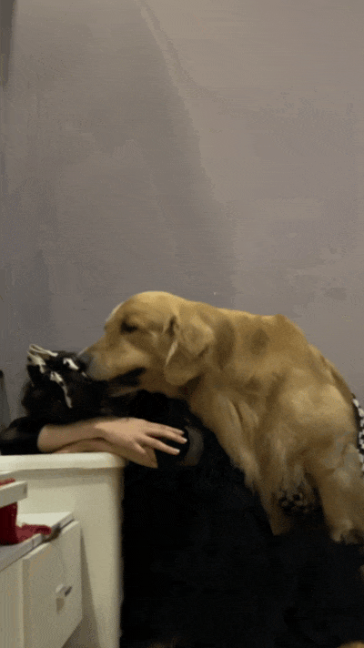 主人喝多了直接吐在狗子床上了,惊得狗子耳朵都要甩掉了,把主人硬拽好几米...狗子:我咧个豆,你自己没床吗??