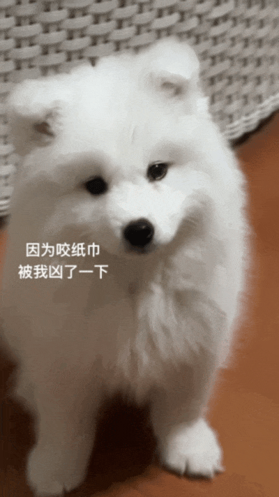 主人喝多了直接吐在狗子床上了,惊得狗子耳朵都要甩掉了,把主人硬拽好几米...狗子:我咧个豆,你自己没床吗??