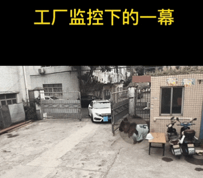 主人喝多了直接吐在狗子床上了,惊得狗子耳朵都要甩掉了,把主人硬拽好几米...狗子:我咧个豆,你自己没床吗??