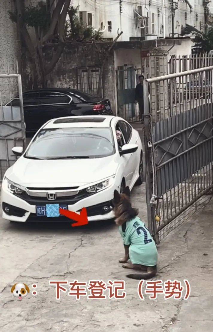 主人喝多了直接吐在狗子床上了,惊得狗子耳朵都要甩掉了,把主人硬拽好几米...狗子:我咧个豆,你自己没床吗??