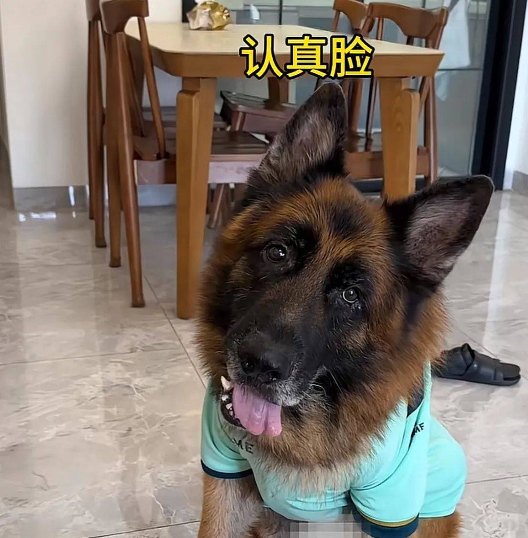 主人喝多了直接吐在狗子床上了,惊得狗子耳朵都要甩掉了,把主人硬拽好几米...狗子:我咧个豆,你自己没床吗??