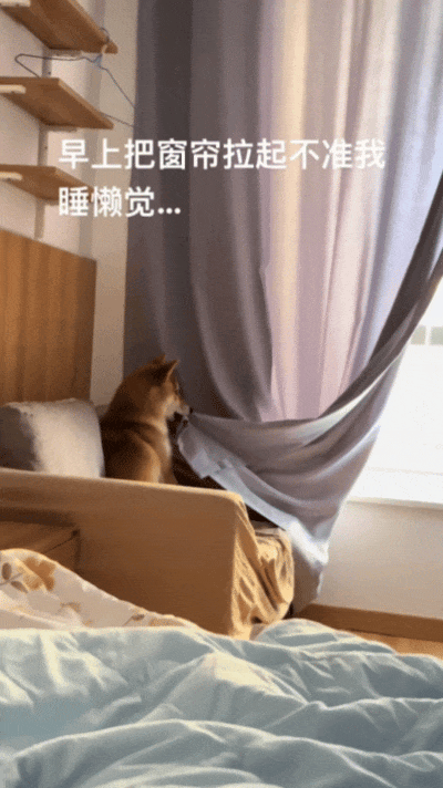 主人喝多了直接吐在狗子床上了,惊得狗子耳朵都要甩掉了,把主人硬拽好几米...狗子:我咧个豆,你自己没床吗??