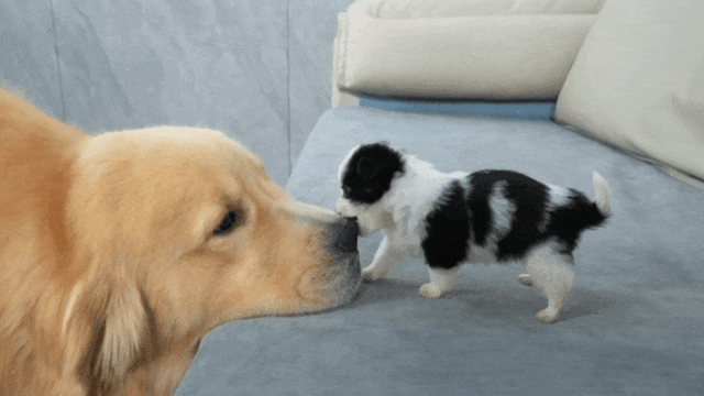 主人喝多了直接吐在狗子床上了,惊得狗子耳朵都要甩掉了,把主人硬拽好几米...狗子:我咧个豆,你自己没床吗??