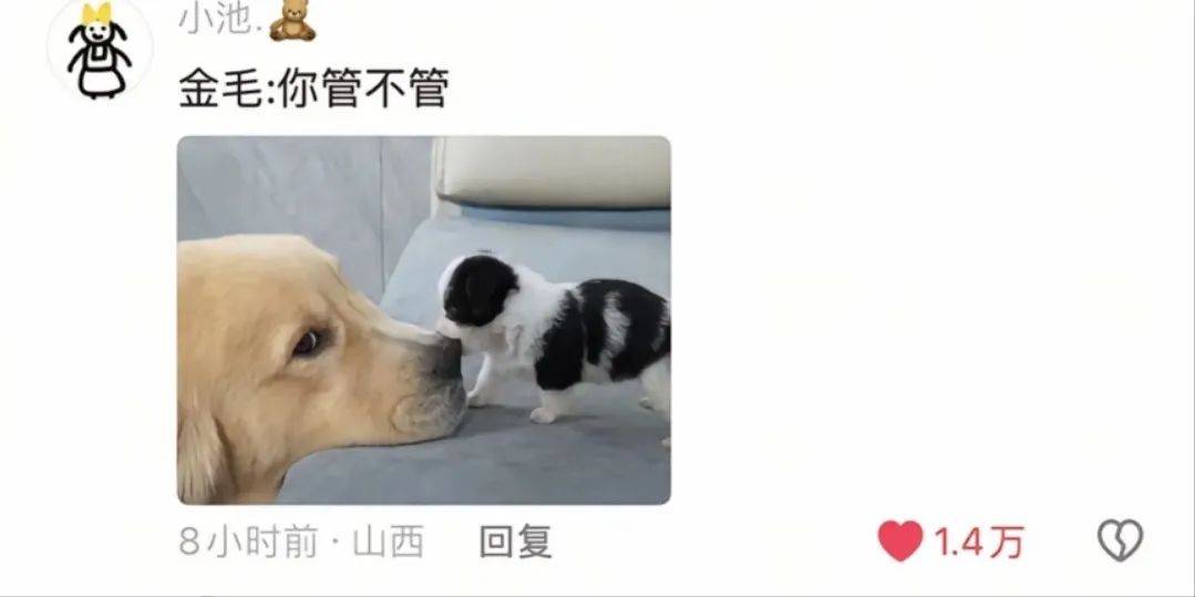 主人喝多了直接吐在狗子床上了,惊得狗子耳朵都要甩掉了,把主人硬拽好几米...狗子:我咧个豆,你自己没床吗??