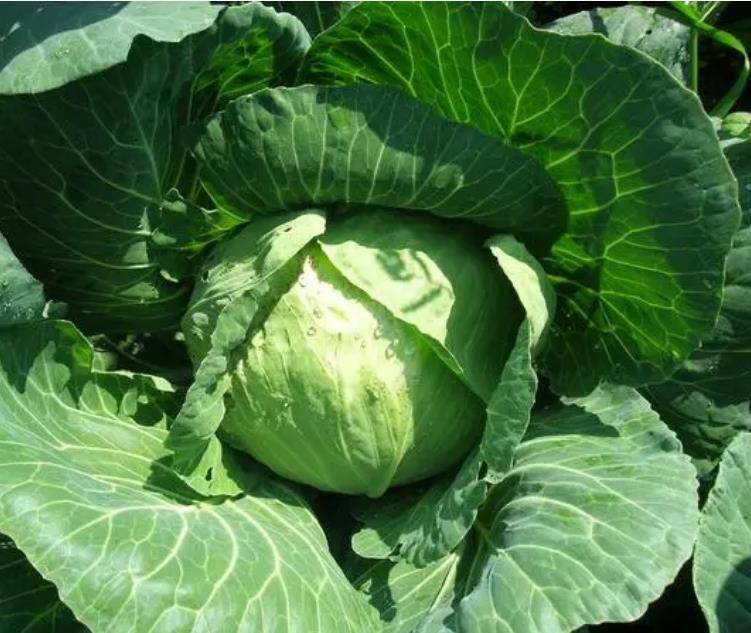 把苦瓜这样做,儿子尝了一块说:这味道不错,苦瓜也不怎么苦了!