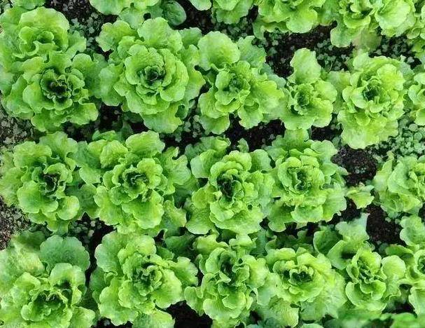 原来苦瓜还可以这样吃，去火养颜，不爱吃苦瓜人都会爱上苦瓜！