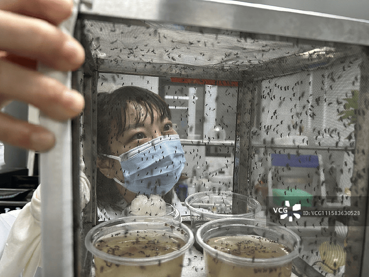 全球“最毒”的蚊子，为何批量北上