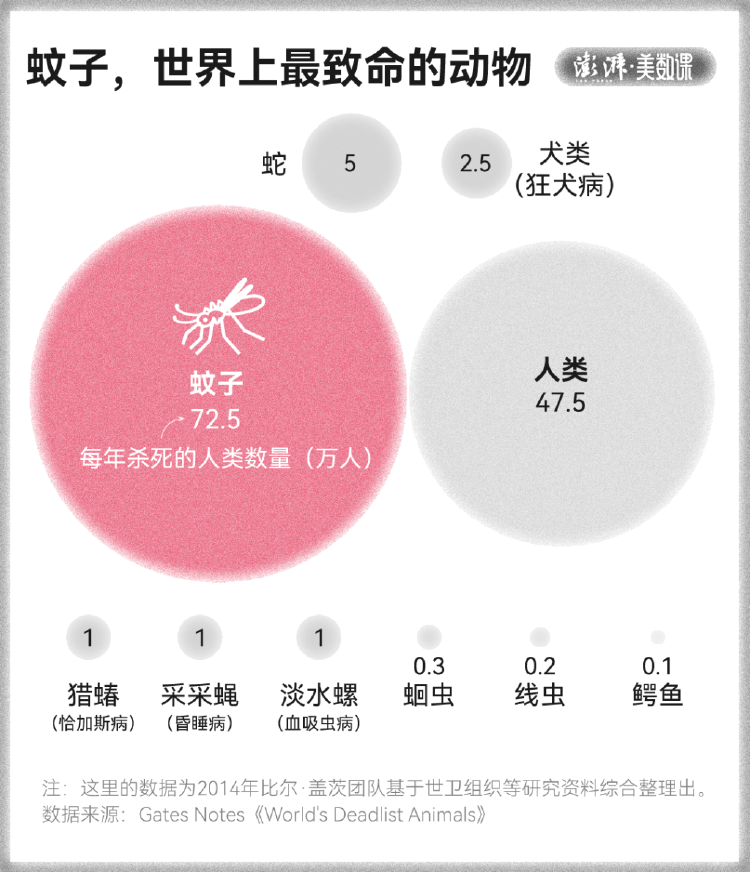 全球“最毒”的蚊子，为何批量北上