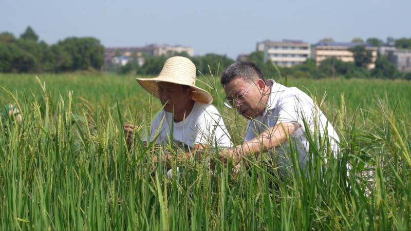 江西抚州：科技赋能抢收快烘 筑牢秋粮丰收防线