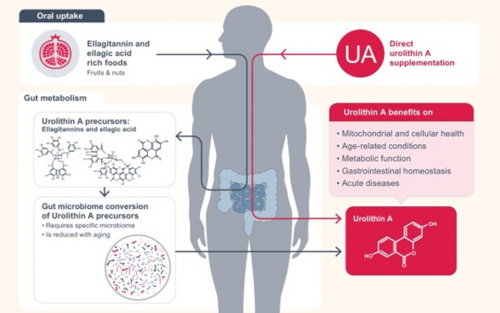 瑞珀妮联袂时光国际签订UA焕龄素（红颜版）独供，开启尖端抗衰新纪元